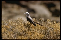 : Tyrannus forficatus; Scissor-tailed Flycatcher