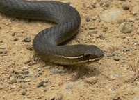 : Hemiaspis signata; Marsh Snake