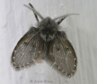 : Telmatoscopus albipunctatus; Bathroom Fly