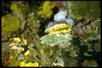 : Spondylus americanus; Atlantic Thorny Oyster
