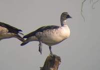 Comb Duck (Sarkidiornis melanotos) 2005. január 4. Lake Suriwal, Ranthambhore