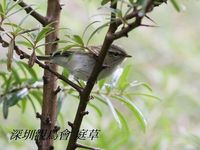 Phylloscopus kansuensis Gansu Leaf Warbler 甘肅柳鶯 098-086