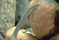 Ichthyomyzon bdellium, Ohio lamprey: