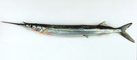 Rhynchorhamphus georgii, Long billed half beak: fisheries