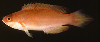 Cirrhilabrus lanceolatus, Long-tailed wrasse: