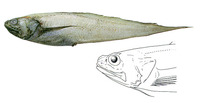 Dicrolene introniger, Digitate cusk eel: