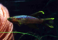 Aphyosemion splendopleure, : aquarium