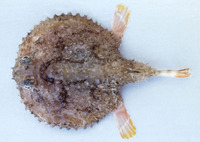 Halieutaea indica, Indian handfish: