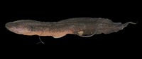 Protopterus aethiopicus mesmaekersi, : aquarium