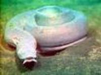 Eptatretus okinoseanus, :