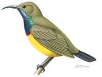 Image of: Cinnyris jugularis (olive-backed sunbird)