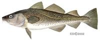 Image of: Gadus morhua (Atlantic cod)