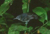 Black-chinned Antbird - Hypocnemoides melanopogon