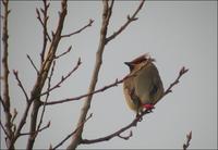 Japanese Waxwing Bombycilla japonica 홍여새