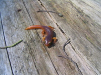 : Ensatina eschscholtzii xanthoptica; Ensatina Salamander