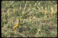 : Macronyx croceus; Yellow-throated Longclaw