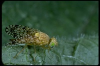 : Euaresta aequalis; Cockleburr Fly