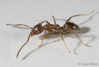 : Linepithema humile; Argentine Ant