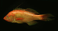 Hemanthias peruanus, Splittail bass: fisheries
