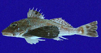 Prionotus stephanophrys, Lumptail searobin: fisheries, gamefish