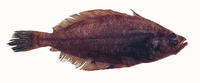 Lyopsetta exilis, Slender sole: fisheries, gamefish