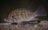 Sargochromis codringtonii, Green happy: fisheries, gamefish