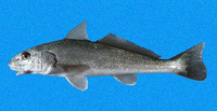 Menticirrhus elongatus, Pacific kingcroaker: fisheries