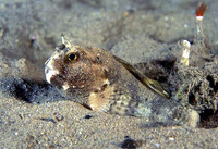 Chalaroderma ocellata, Two-eyed blenny: