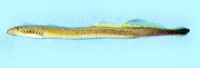 Lampetra reissneri, Far Eastern brook lamprey: fisheries