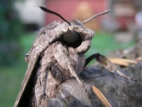 Agrius convolvuli - Convolvulus Hawk-moth