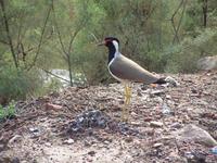 Vanellus indicus - Red-wattled Lapwing