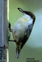 Image of: Sitta pusilla (brown-headed nuthatch)