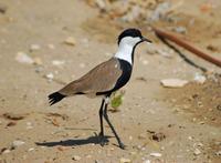 Image of: Vanellus spinosus (spur-winged plover)