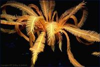 Image of: Crinoidea (feather stars and sea lillies)