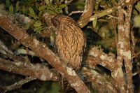 Madagascar Long-eared Owl - Asio madagascariensis