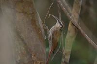 Narrow-billed Woodcreeper - Lepidocolaptes angustirostris
