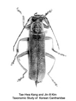 Cantharis pallida - 멋쟁이병대벌레
