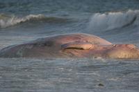 Dead subadult Sperm whale