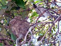 Noisy Friarbird, Philemon corniculatus (Meliphagidae), at its nest. Coolum, Queensland,