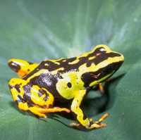 : Mantella madagascariensis; Malagasy Poison Frog