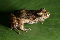 : Phrynobatrachus dispar; Principe Island Puddle Frog