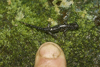 : Plethodon glutinosus juvenile; Northern Slimy Salamander