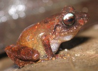 : Pristimantis urichi; Lesser Antillean Robber Frog