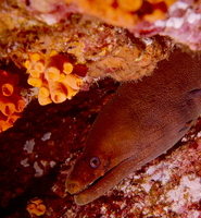 : Gymnothorax; Moray Eel And Banded Cleaner