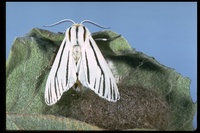 : Ectypia clio; Clio Moth