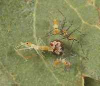 : Zelus sp.; Assassin Bug