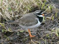 Common Ringed Plover  (Gambell)