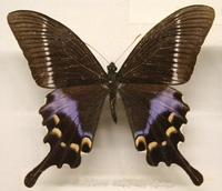 Papilio krishna - Krishna Peacock