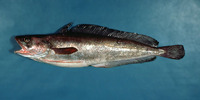 Urophycis tenuis, White hake: fisheries, gamefish