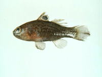Apogonichthys ocellatus, Ocellated cardinalfish: